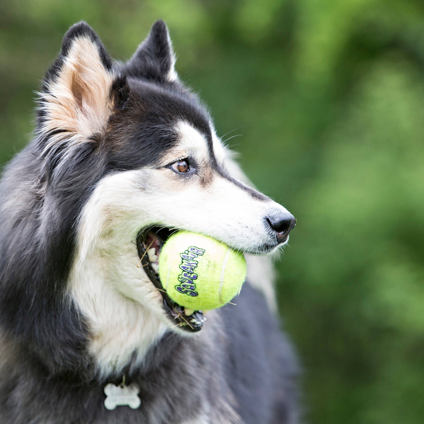 KONG® SqueakAir® Balls Dog Fetch Toy XS (pack of 3)
